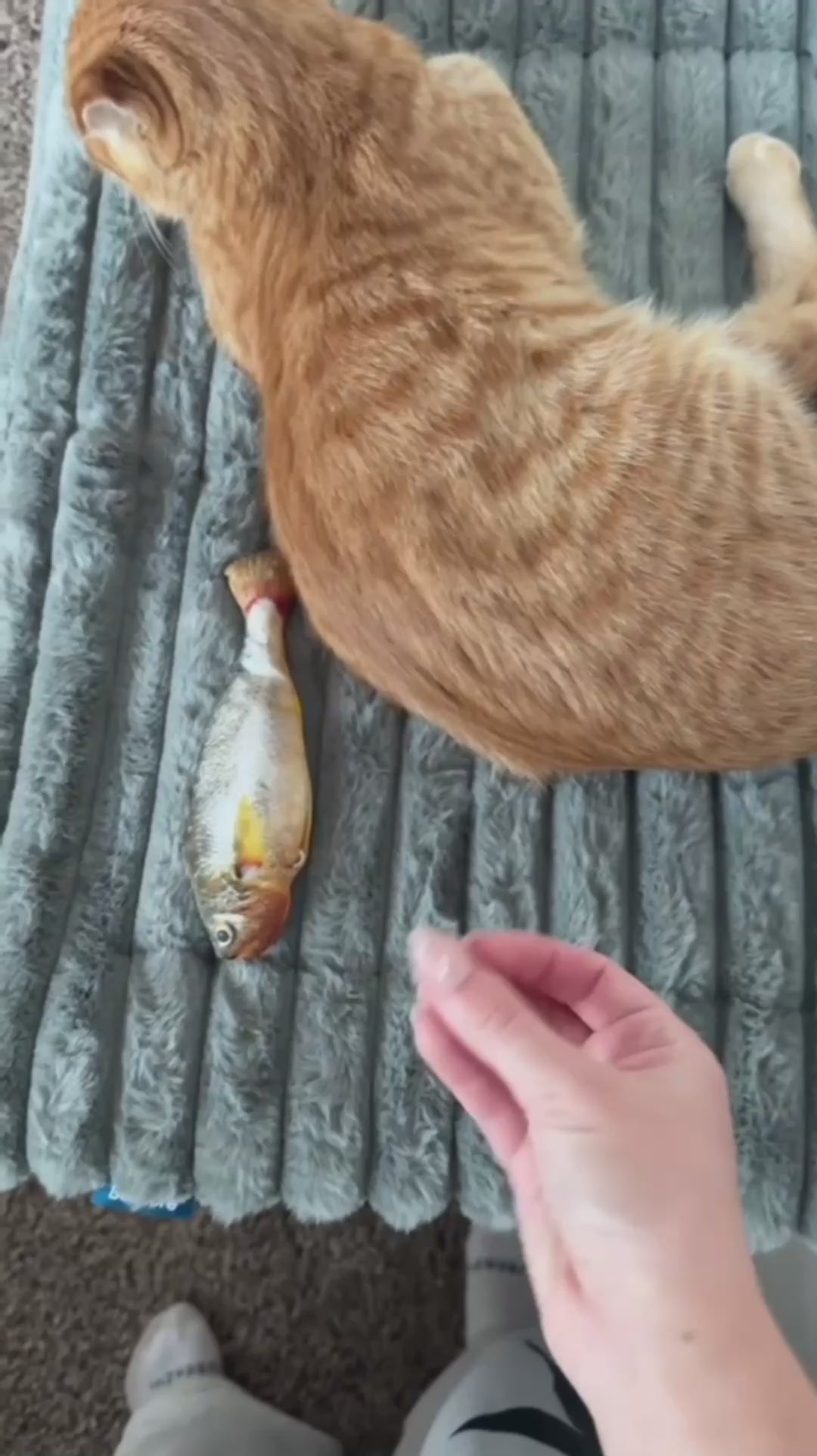 Cudly – Cuccia Autoriscaldante per Animali video